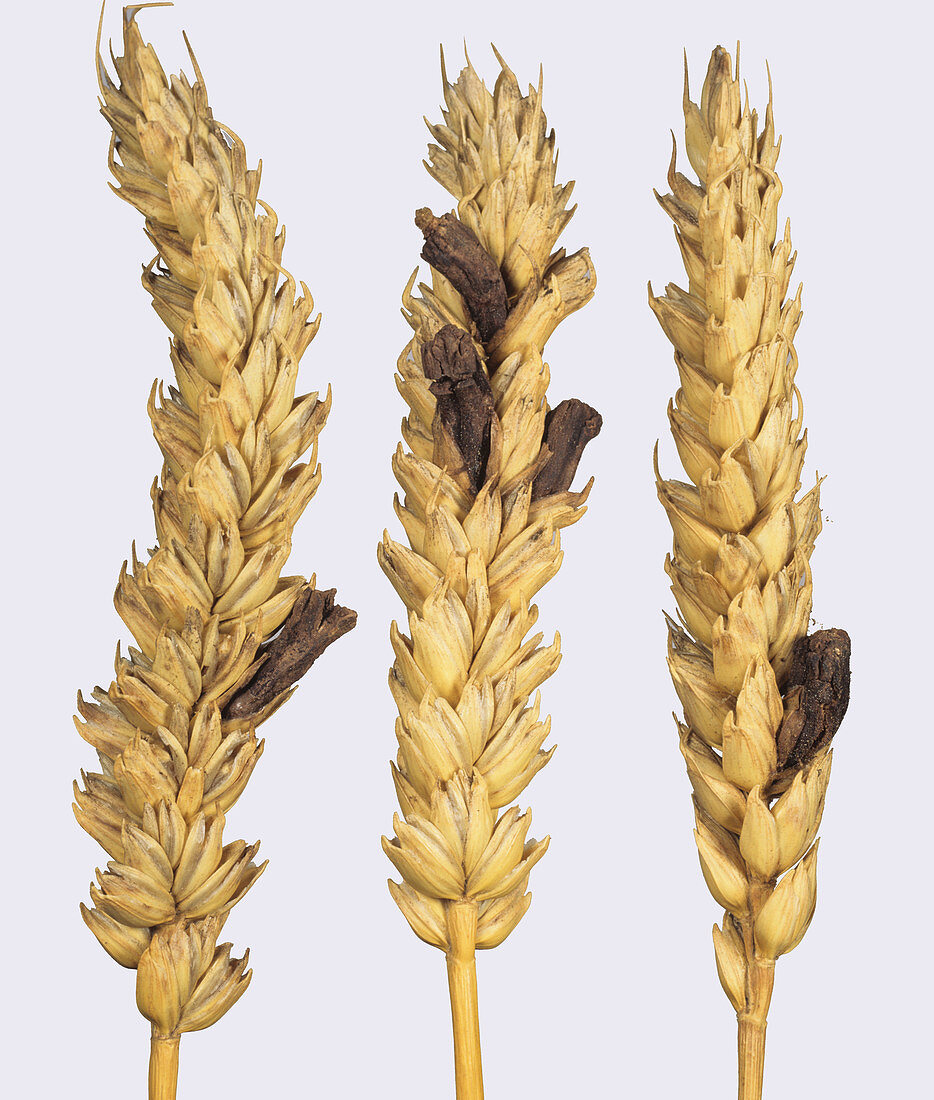 Ergot (Claviceps purpurea) on wheat