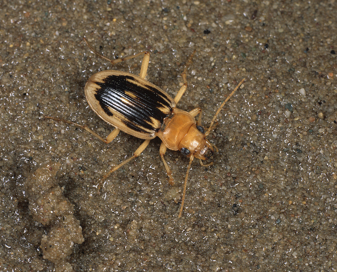 Carabid Beetle (Nebria complanata)