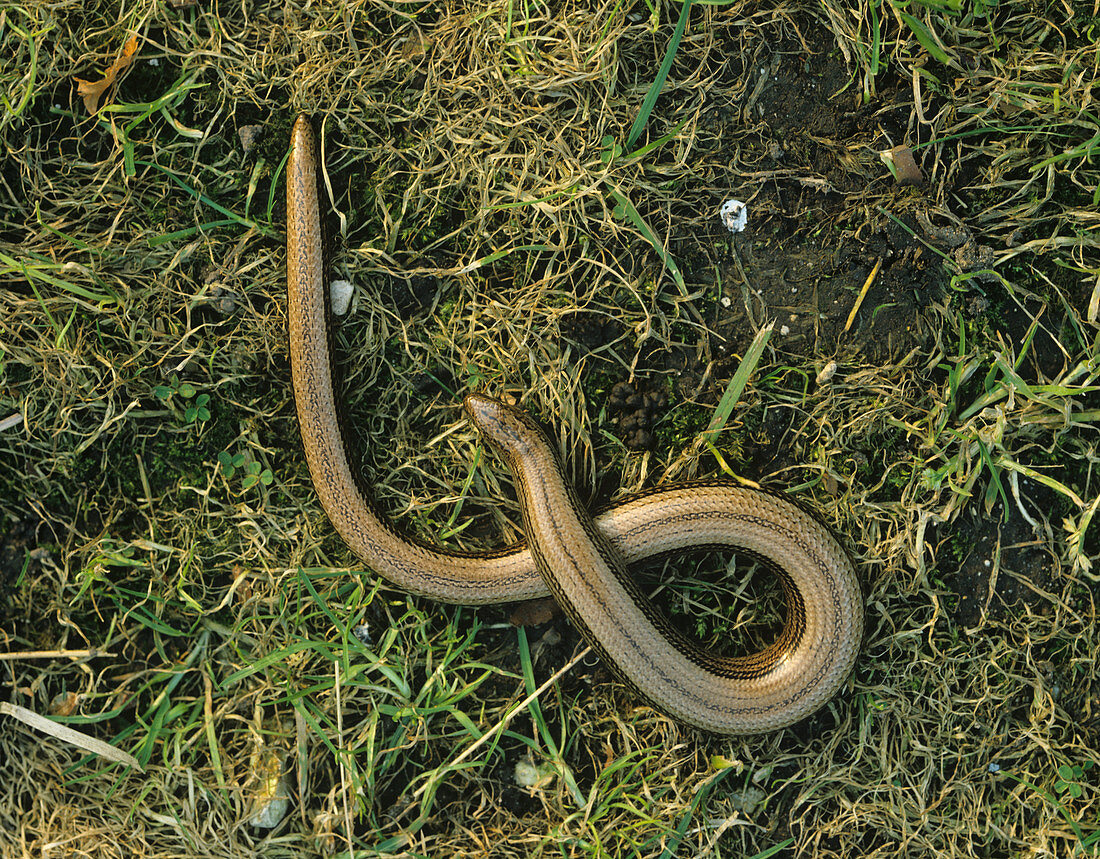 Slowworm