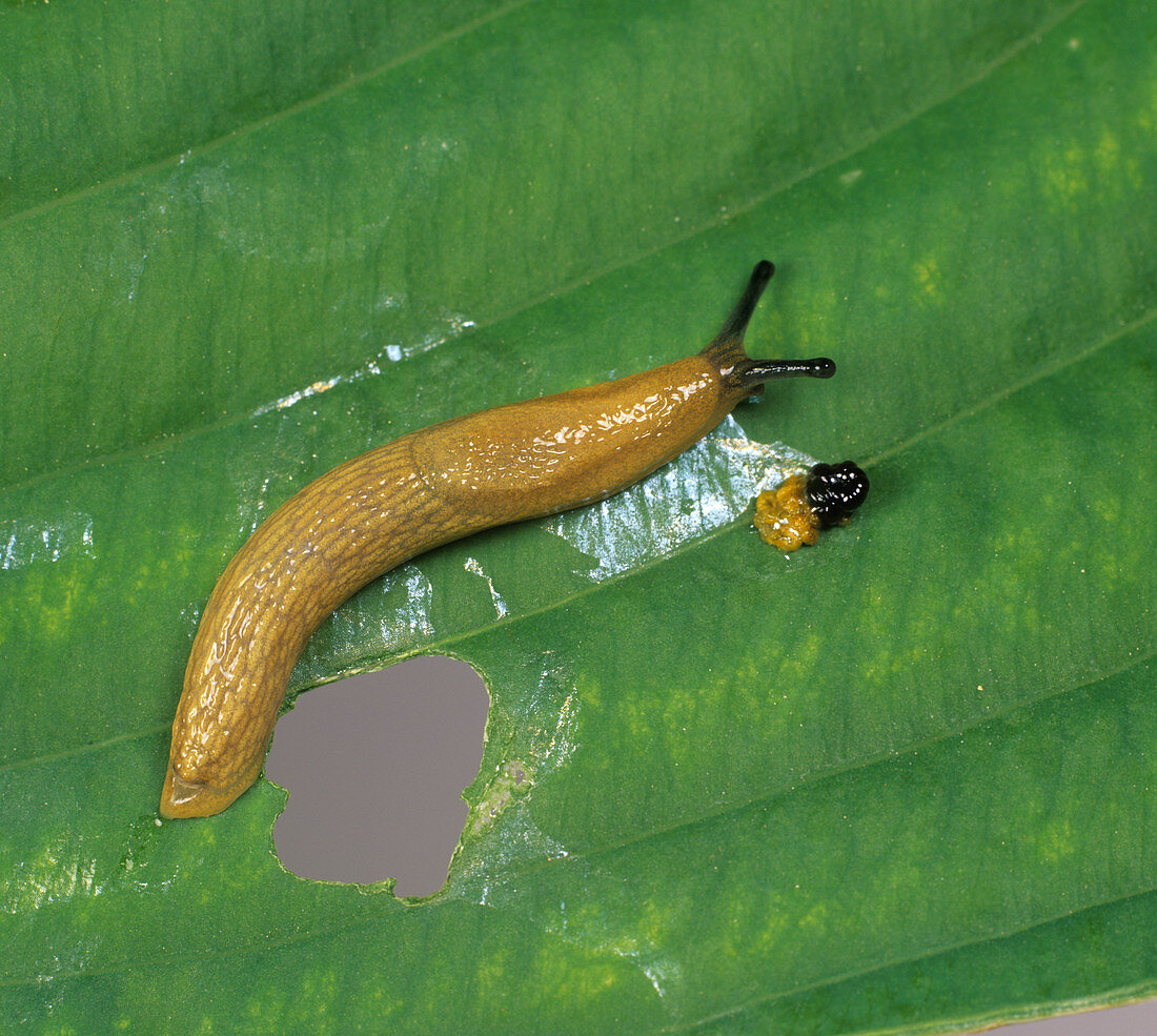 Slug on damaged hosta leaf