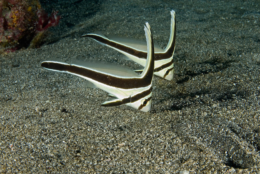 Jack-knifefish (Equetus lanceolatus)