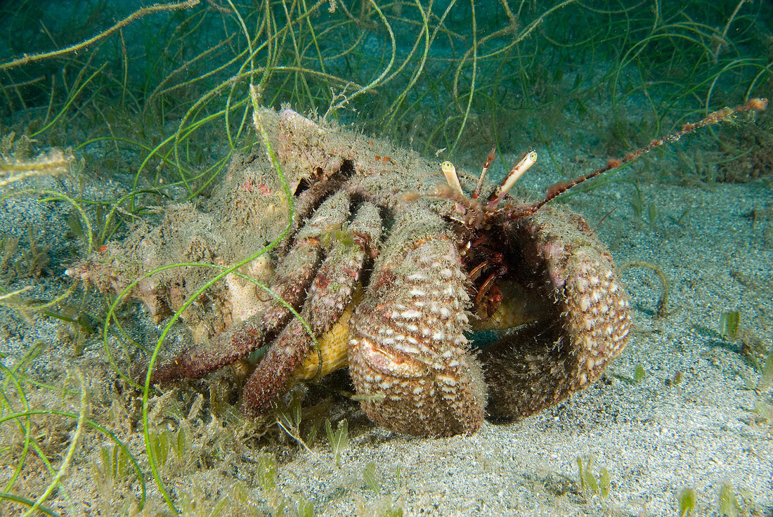 Giant Hermit Crab (Petrochirus digenes)