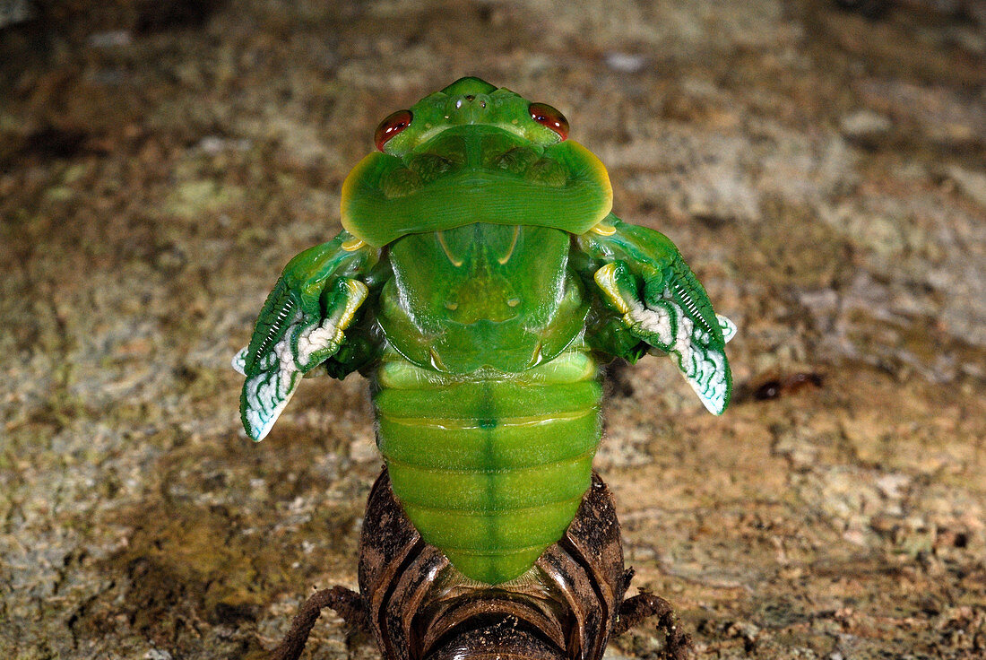 Northern Greengrocer Cicada