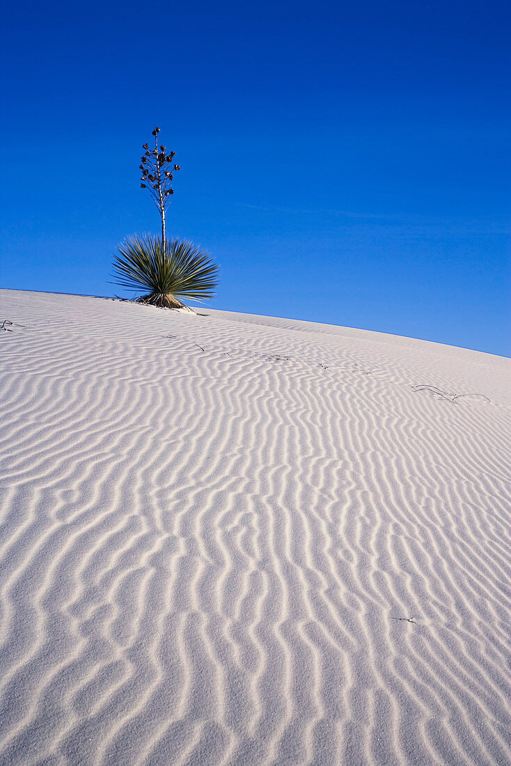 Yucca,White Sands National Monument