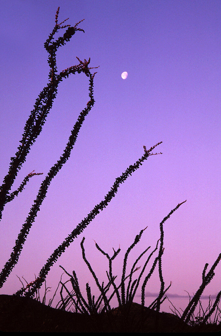 Ocotillo and the moon