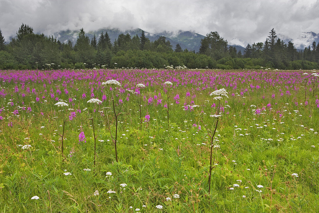 Fireweed and Cow Parsnip