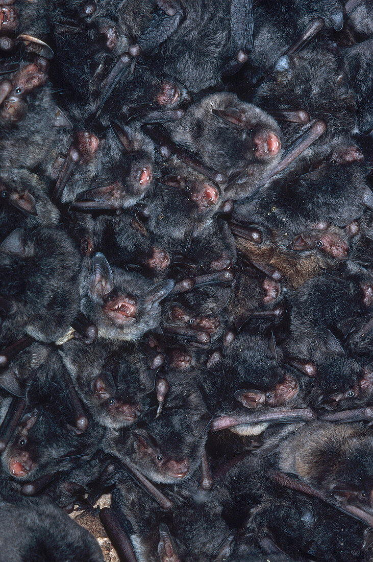 Southeastern Myotis Bats