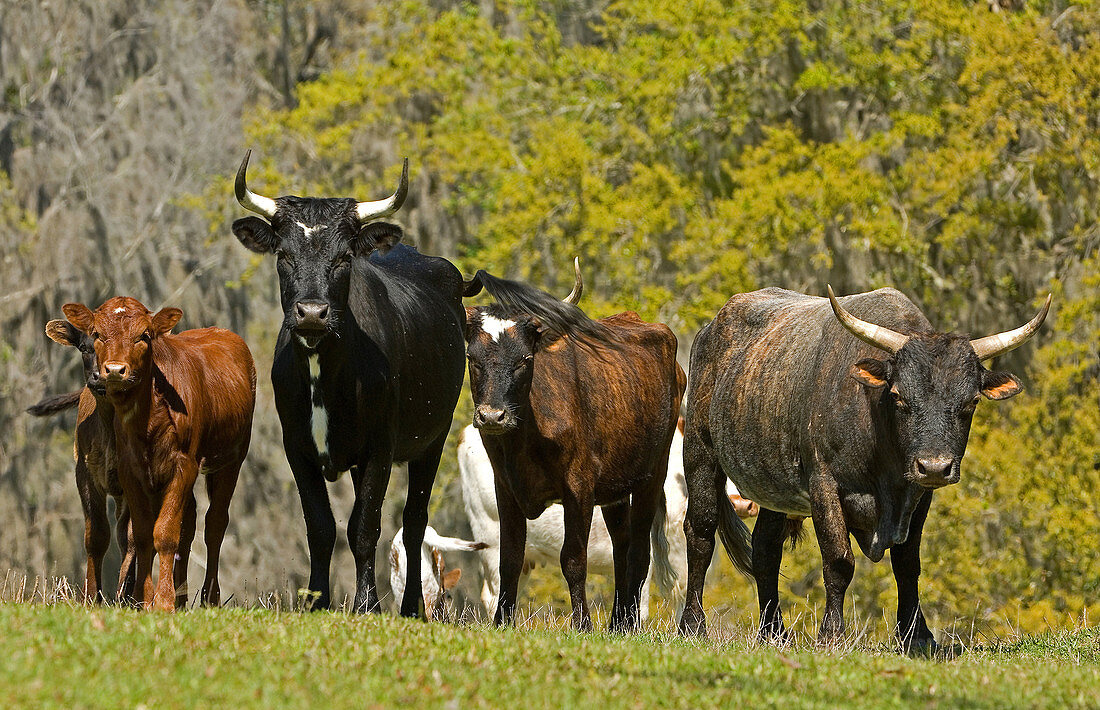Florida Spanish Cattle