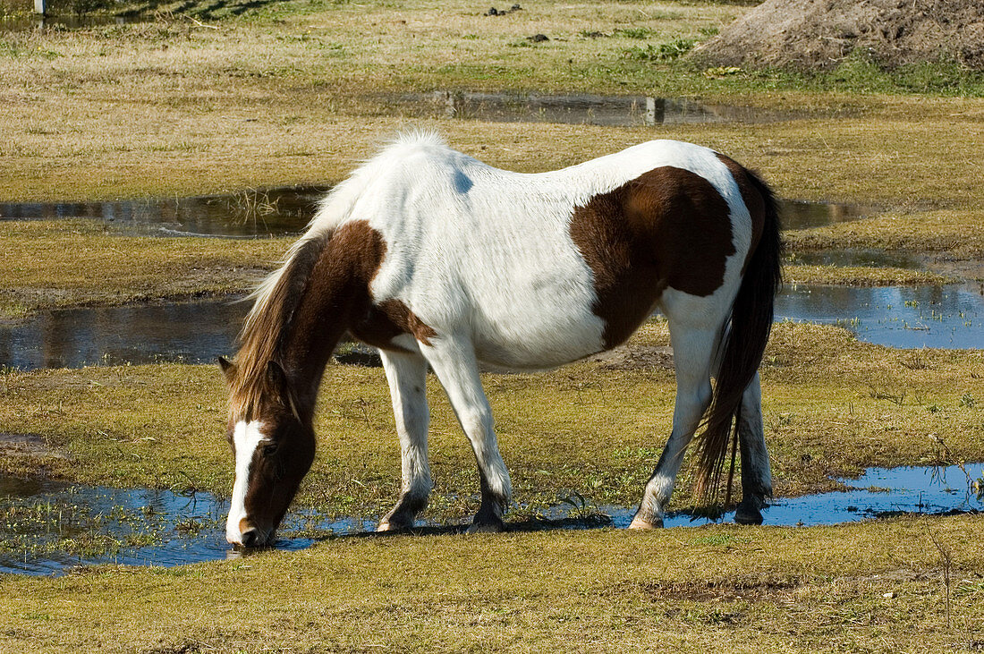 Ocracoke Pony