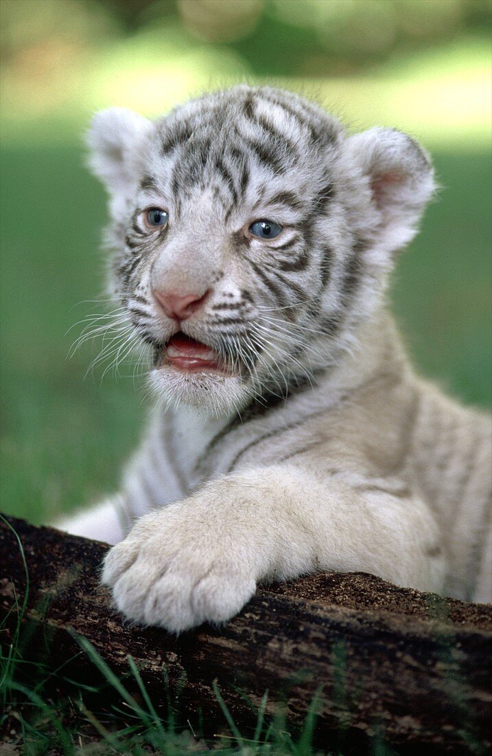 Bengal Tiger Cub
