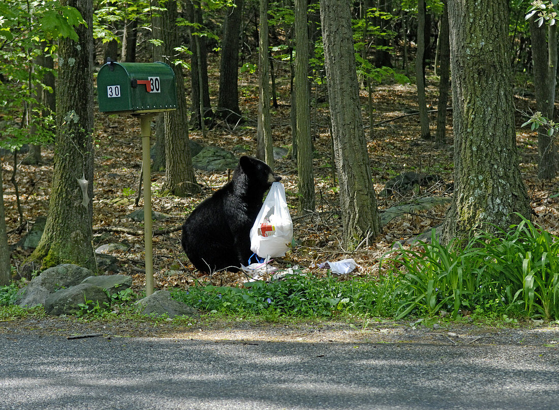 Bear Eating Suburban Garbage