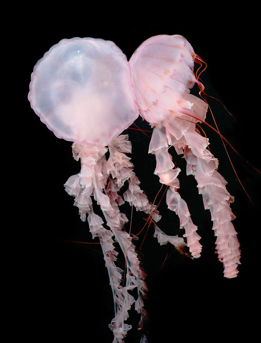 Juvenile Purple-Striped Jellyfish