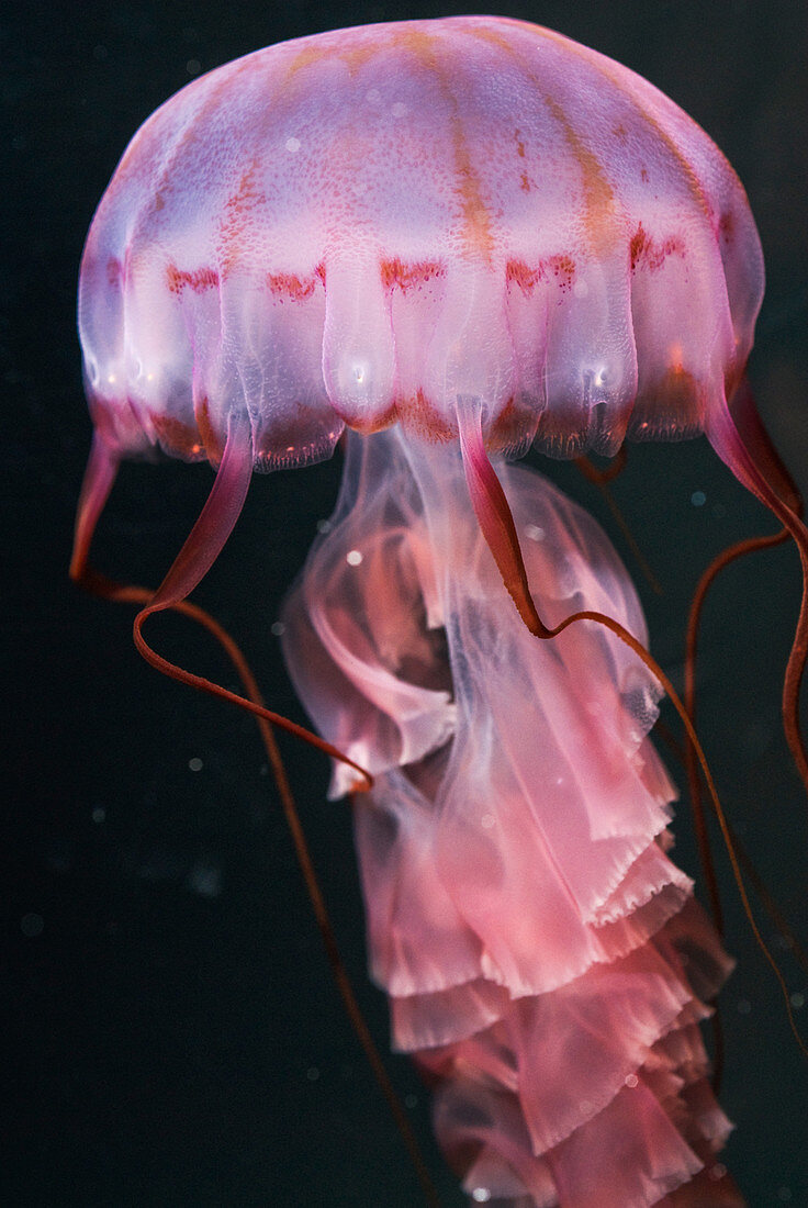 Purple-Striped Jellyfish