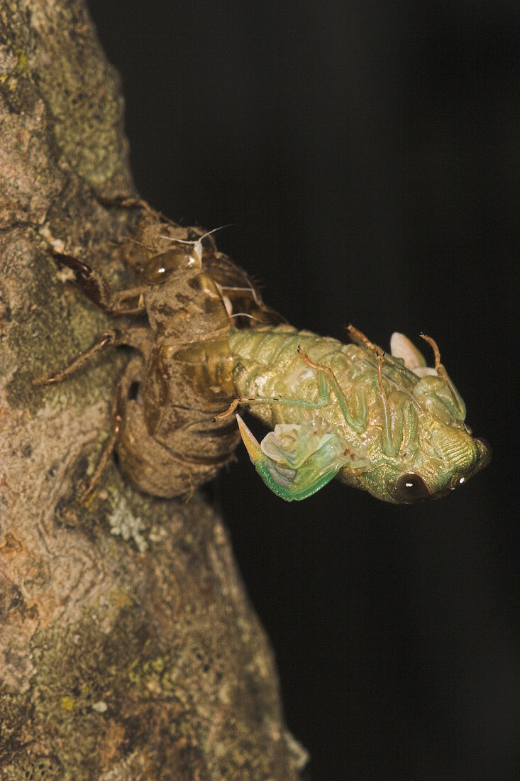 Dogday Harvestfly Cicada