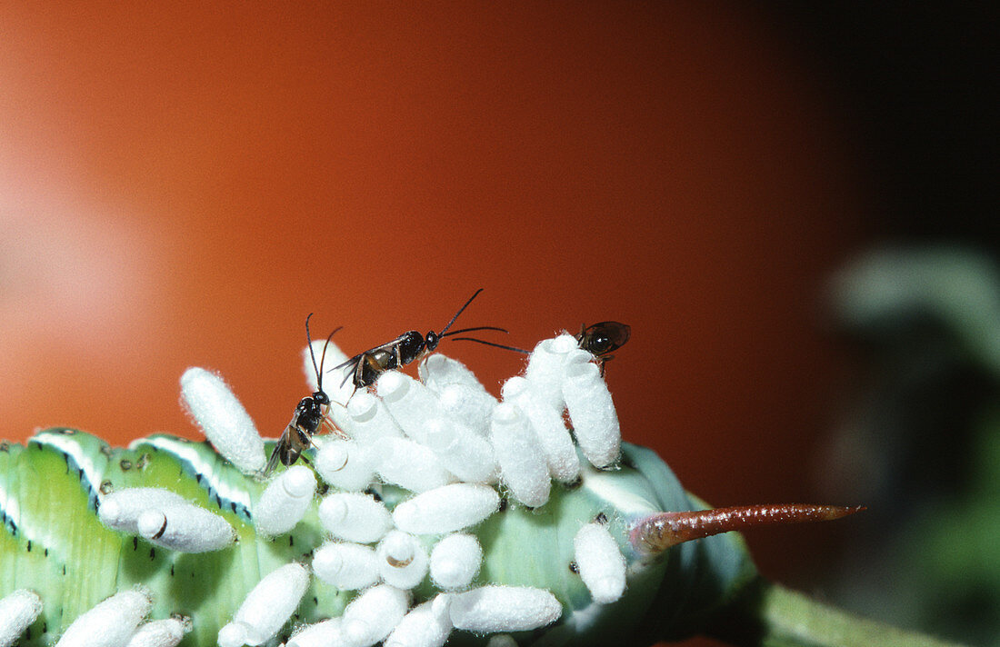 Parasitic Braconid Wasps Emerging