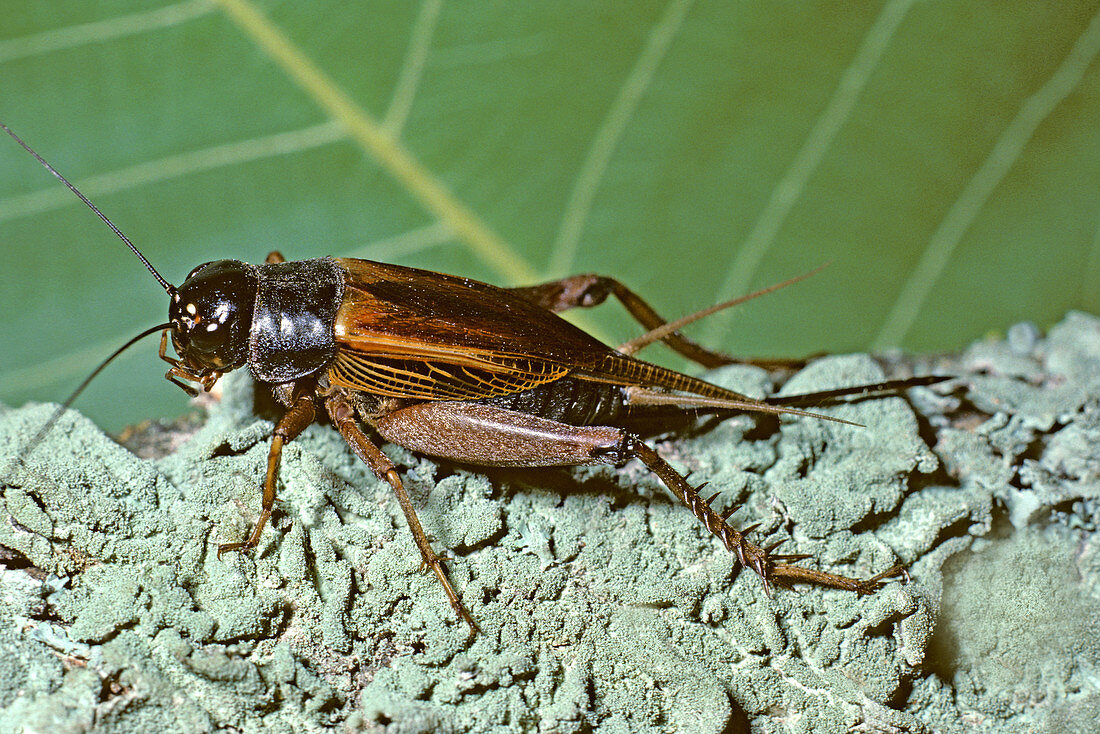 House Cricket