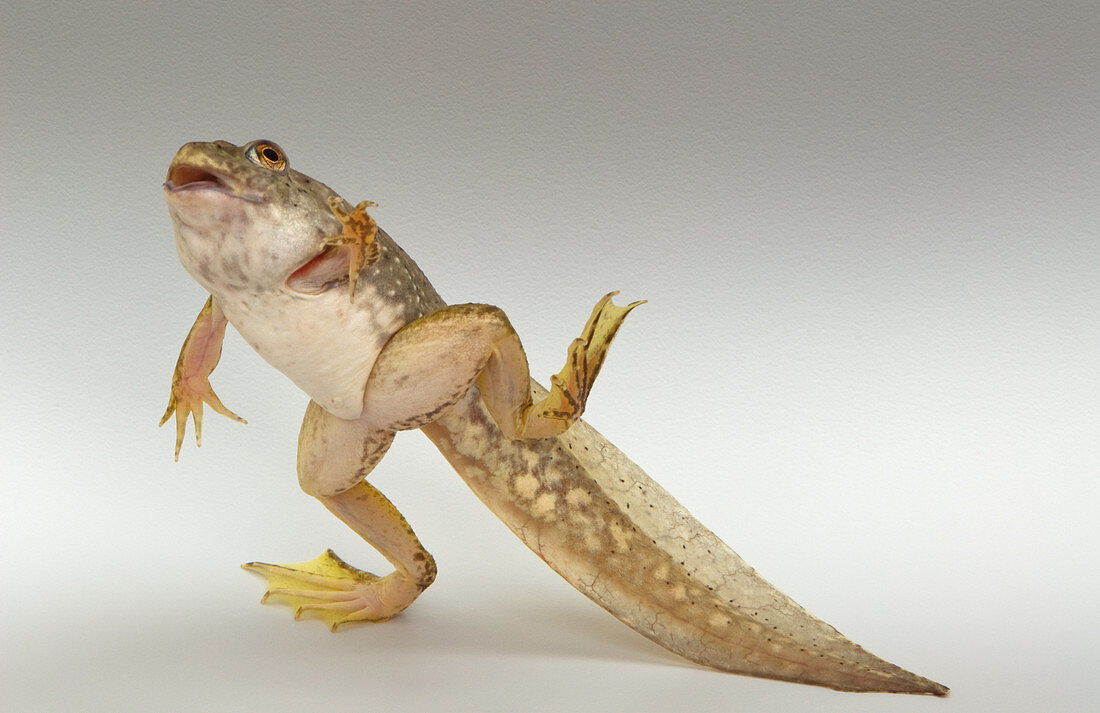 American bullfrog tadpole with legs