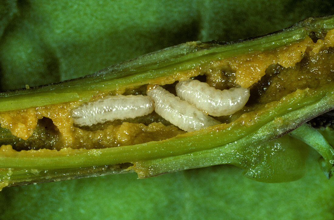 Cabbage stem weevil larvae