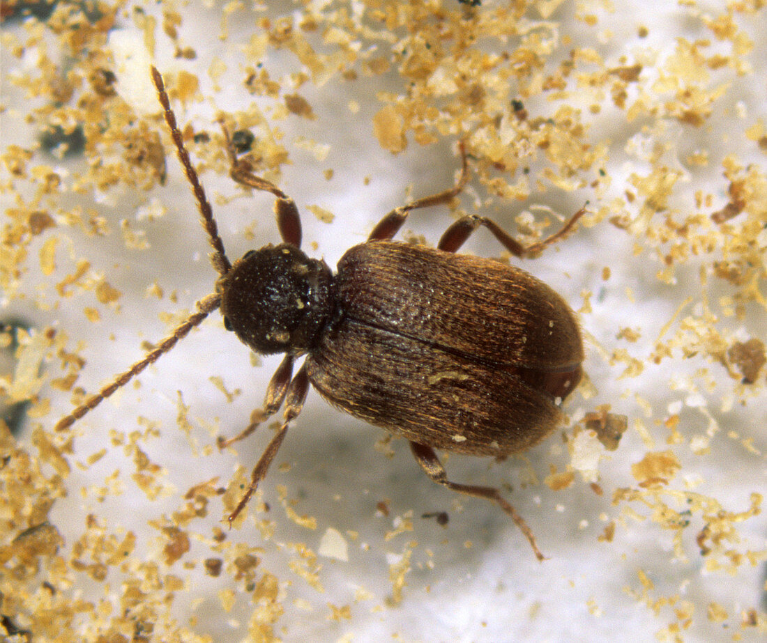 Australian spider beetle (Ptinus tectus)