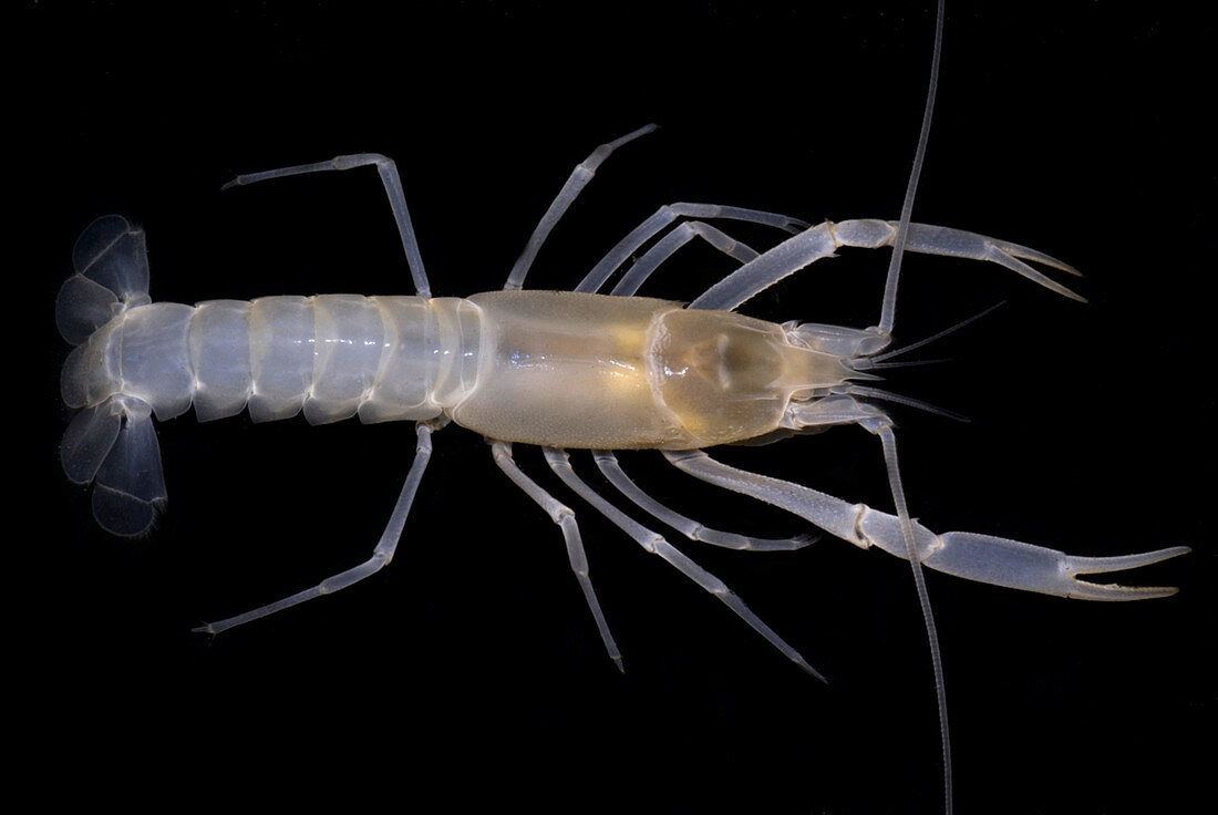 Phantom Cave Crayfish