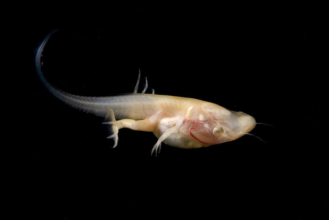 African Clawed Frog tadpole