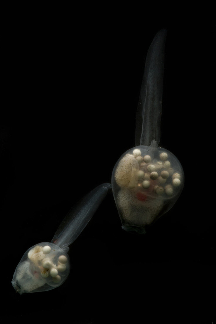 Anotheca spinosa tadpole