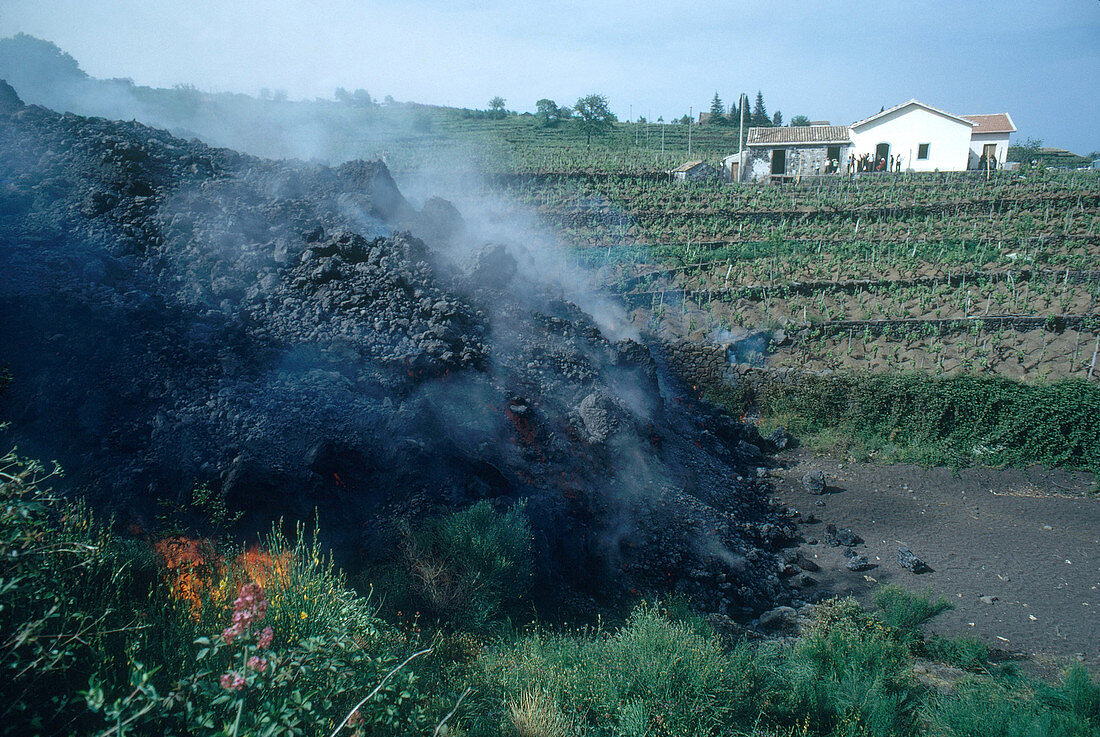 Damaged Vineyards from Mt Etna's Eruption