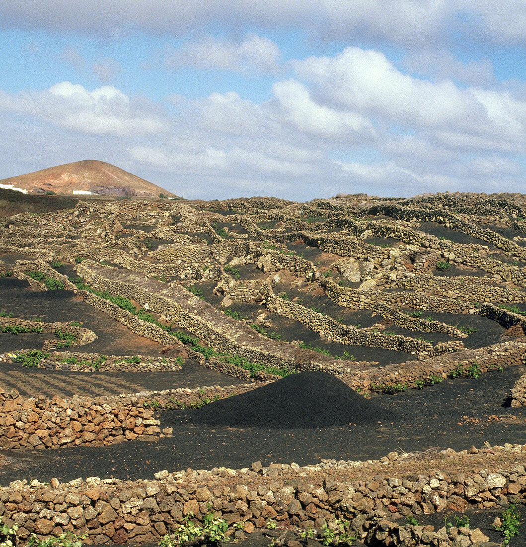 Grape Agriculture in Volcanic Soil