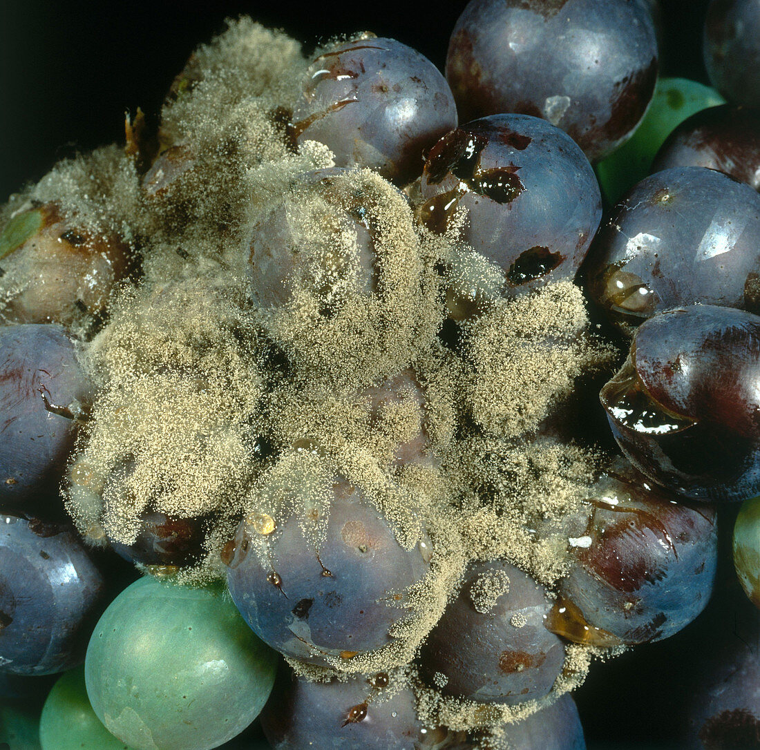 Grey Mold on Grapes