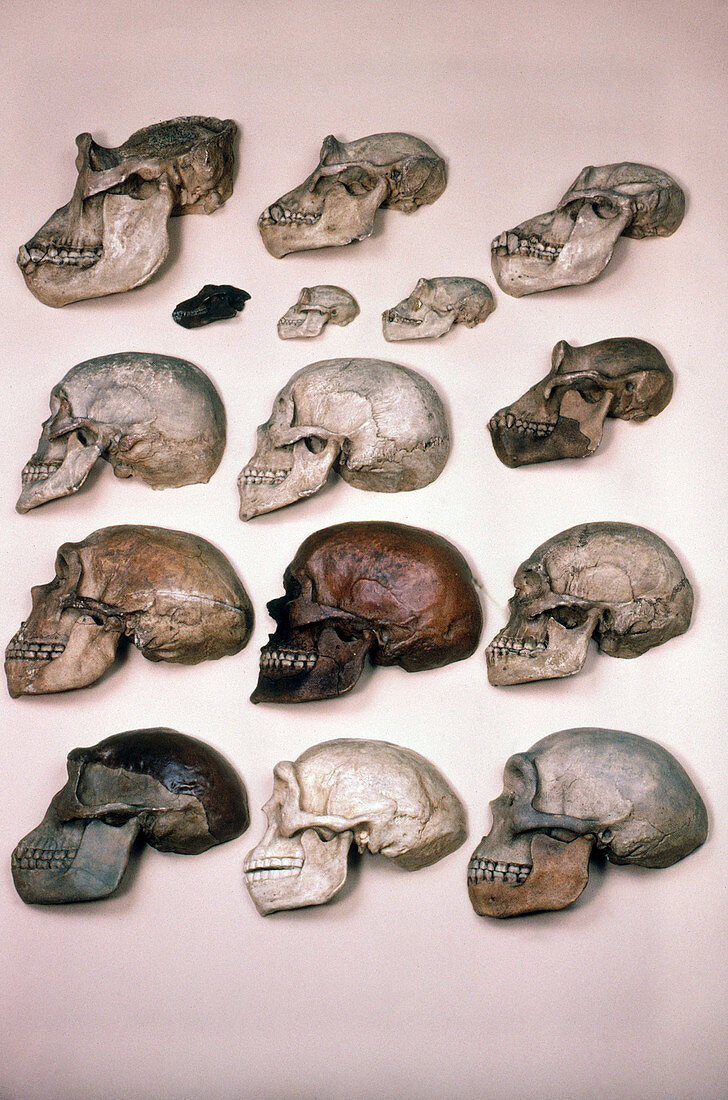 Primate Skulls,Apes and Humans