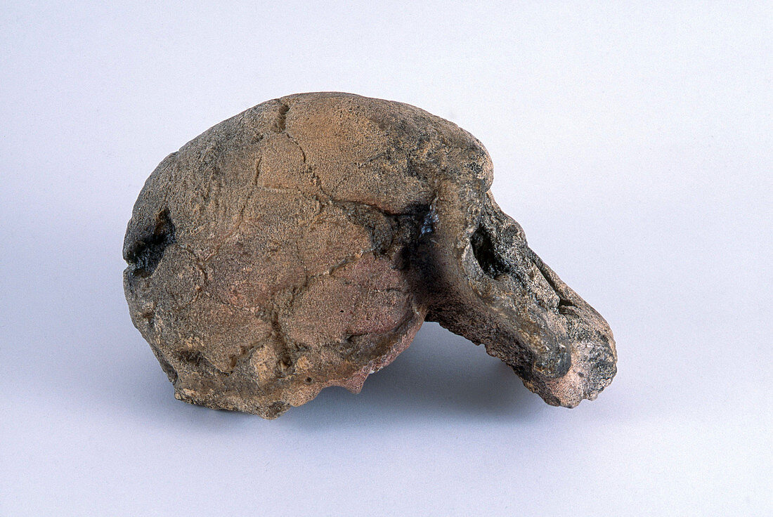 Homo Habilis Skull