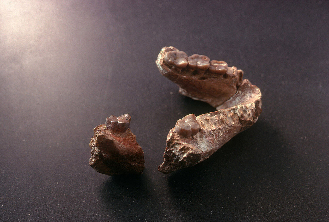 Jaw Fragment of Sivapithecus