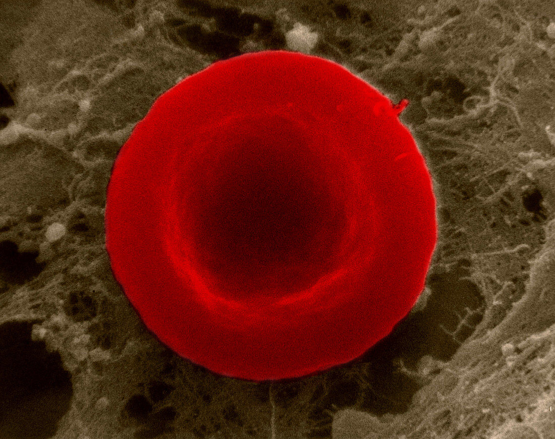 Red Blood Cell,Isotonic