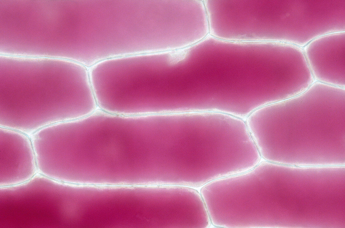 Isotonic Onion Cells