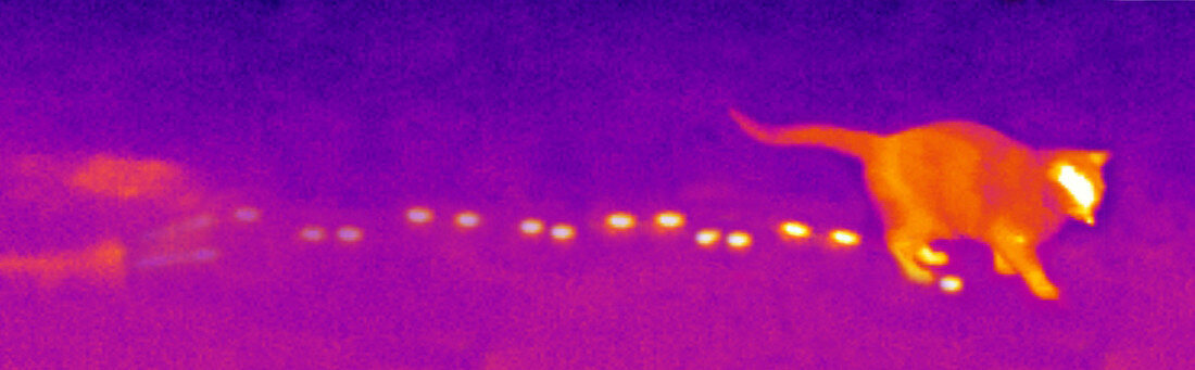 Infrared of a cat walking