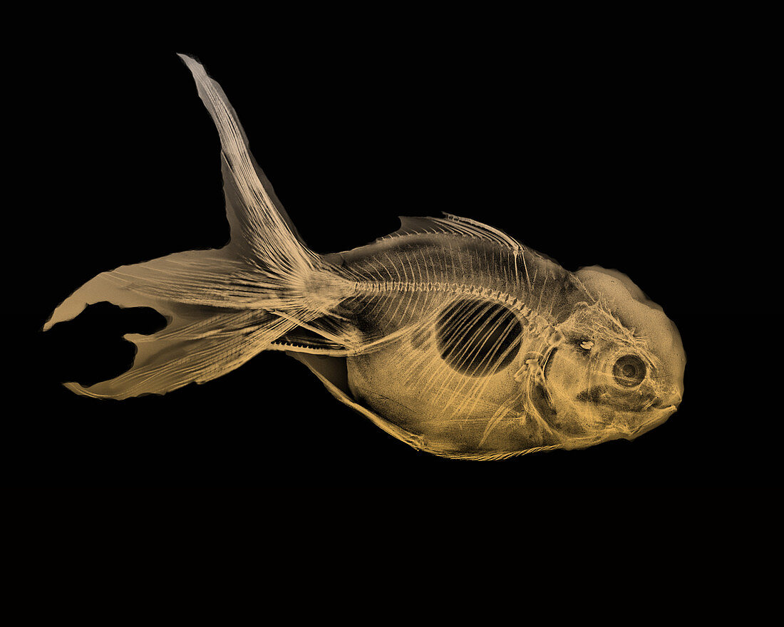 Goldfish X-Ray