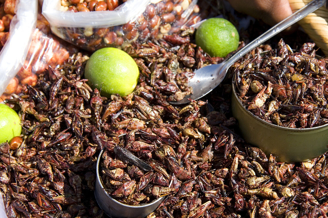 Fried Grasshoppers,Mexico