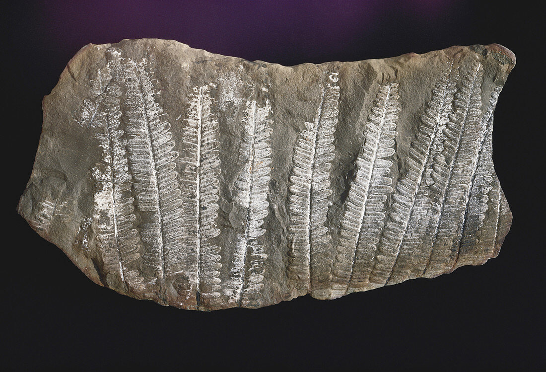 Fern Fossils