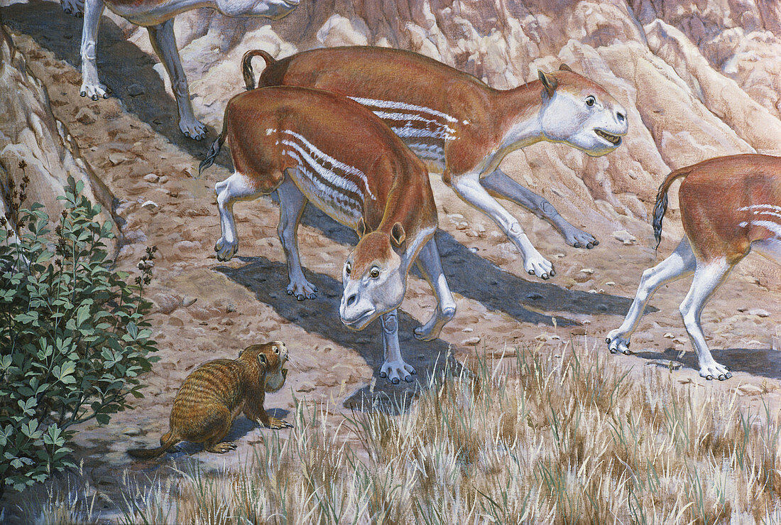 Miocene Mammals from Nebraska