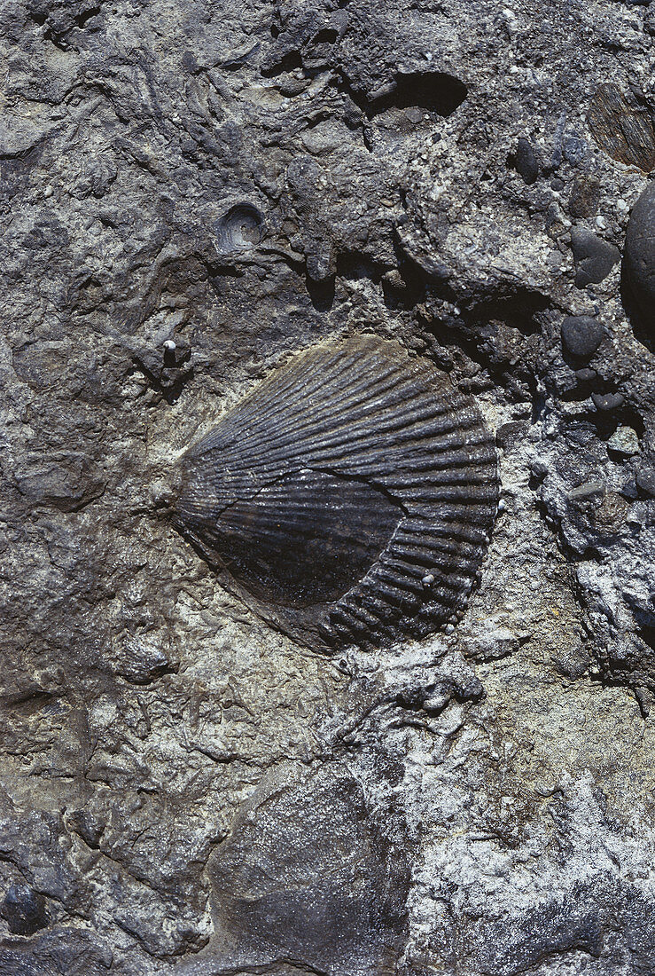 Fossil Scallop
