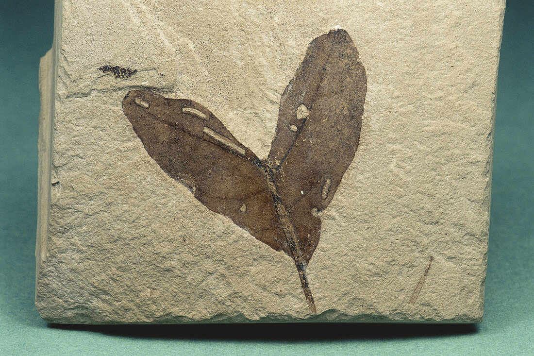 Maple Fossil