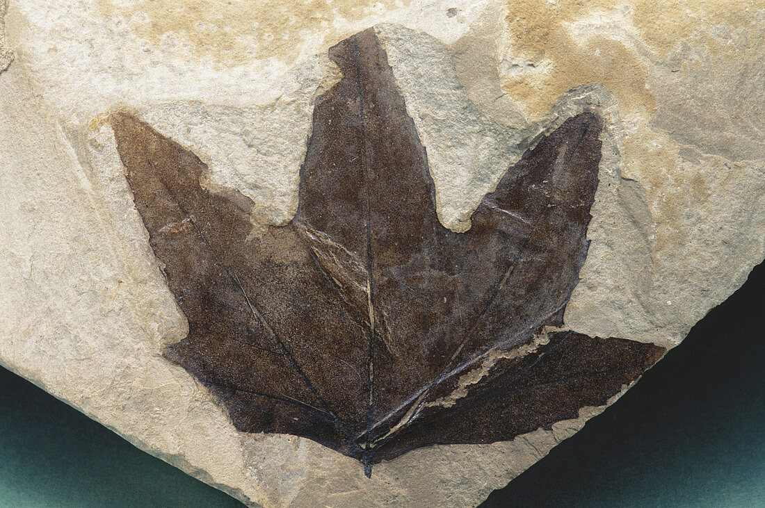 Fossil Leaf