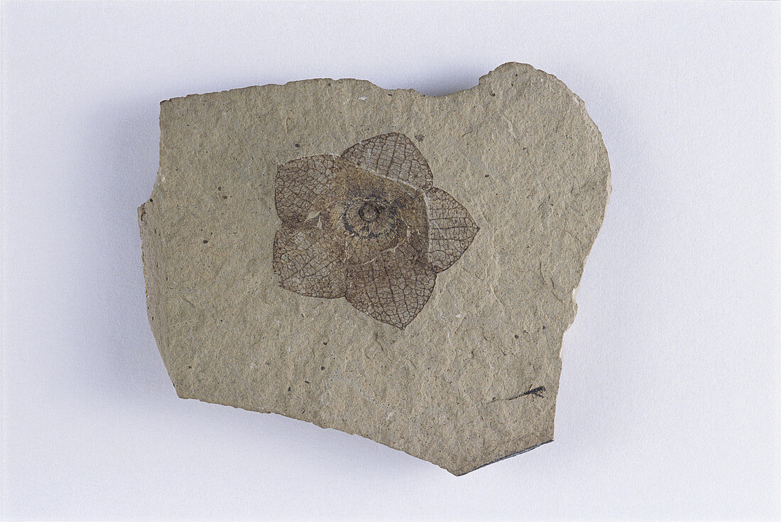 Fossil Flower