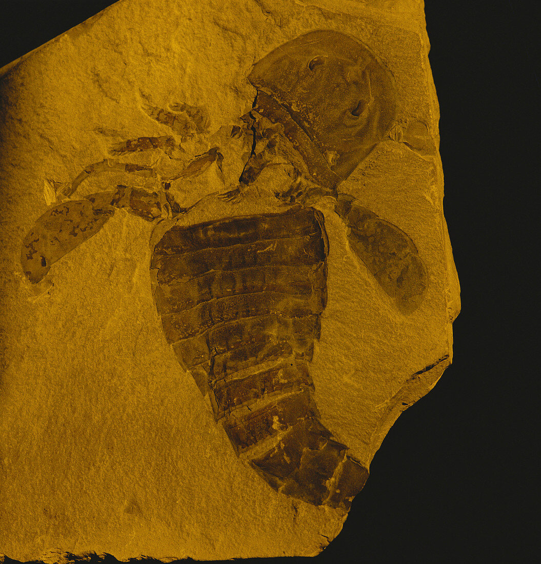 Eurypterid Fossil