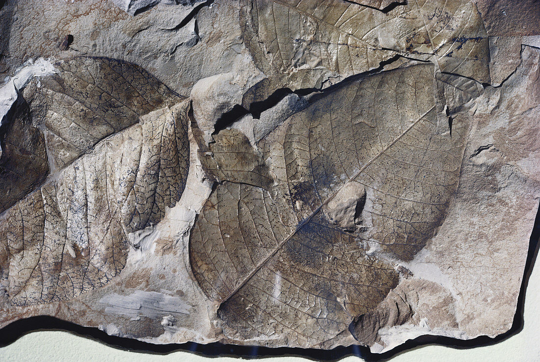 Fossil Sumac