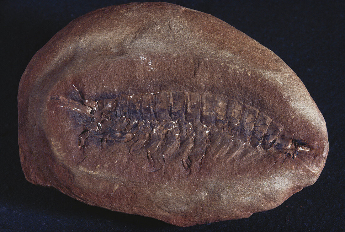 Shrimp-like Fossil