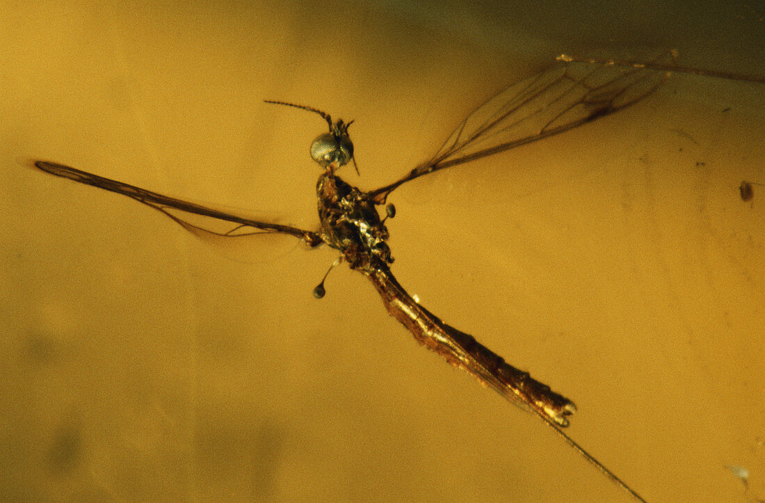 Crane Fly in Amber