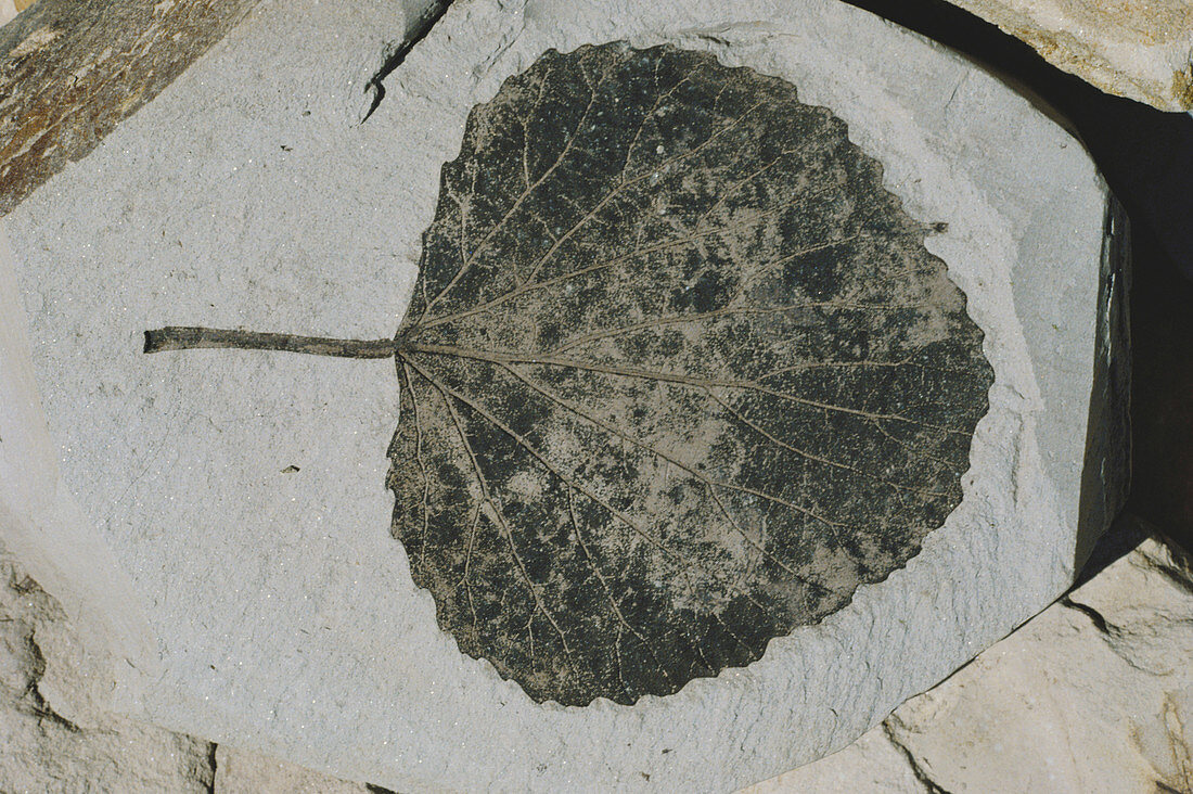 Fossil Poplar Leaf