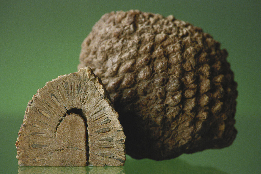 Fossil Araucaria Cone