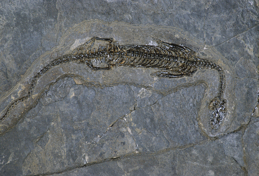 Fossil Marine Reptile